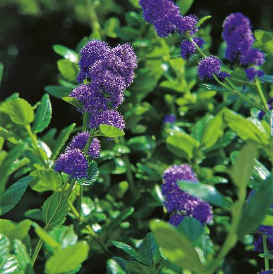 CEANOTHUS griseus 'Yankee Point' HVE L40/60 C3L