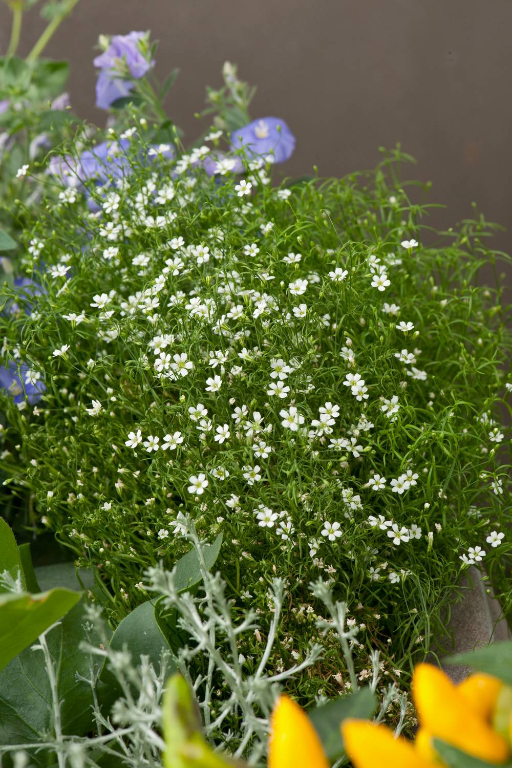 Sagina subulata - Sagine