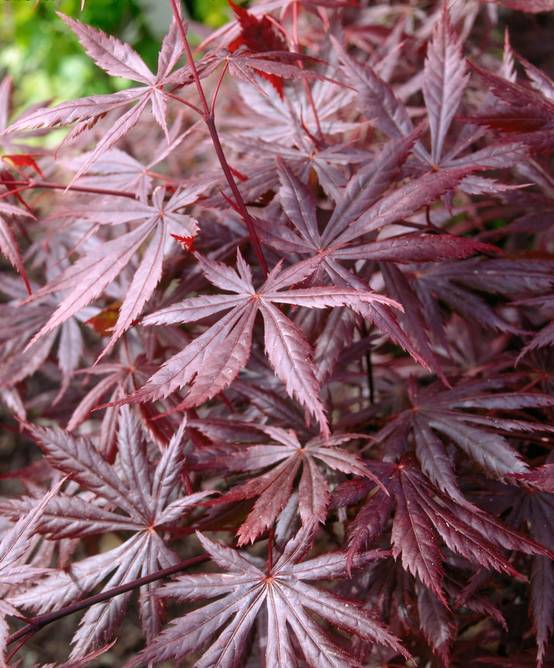 Ecloz - Acer palmatum 'Trompenburg' - ECLOZ - Érable du Japon