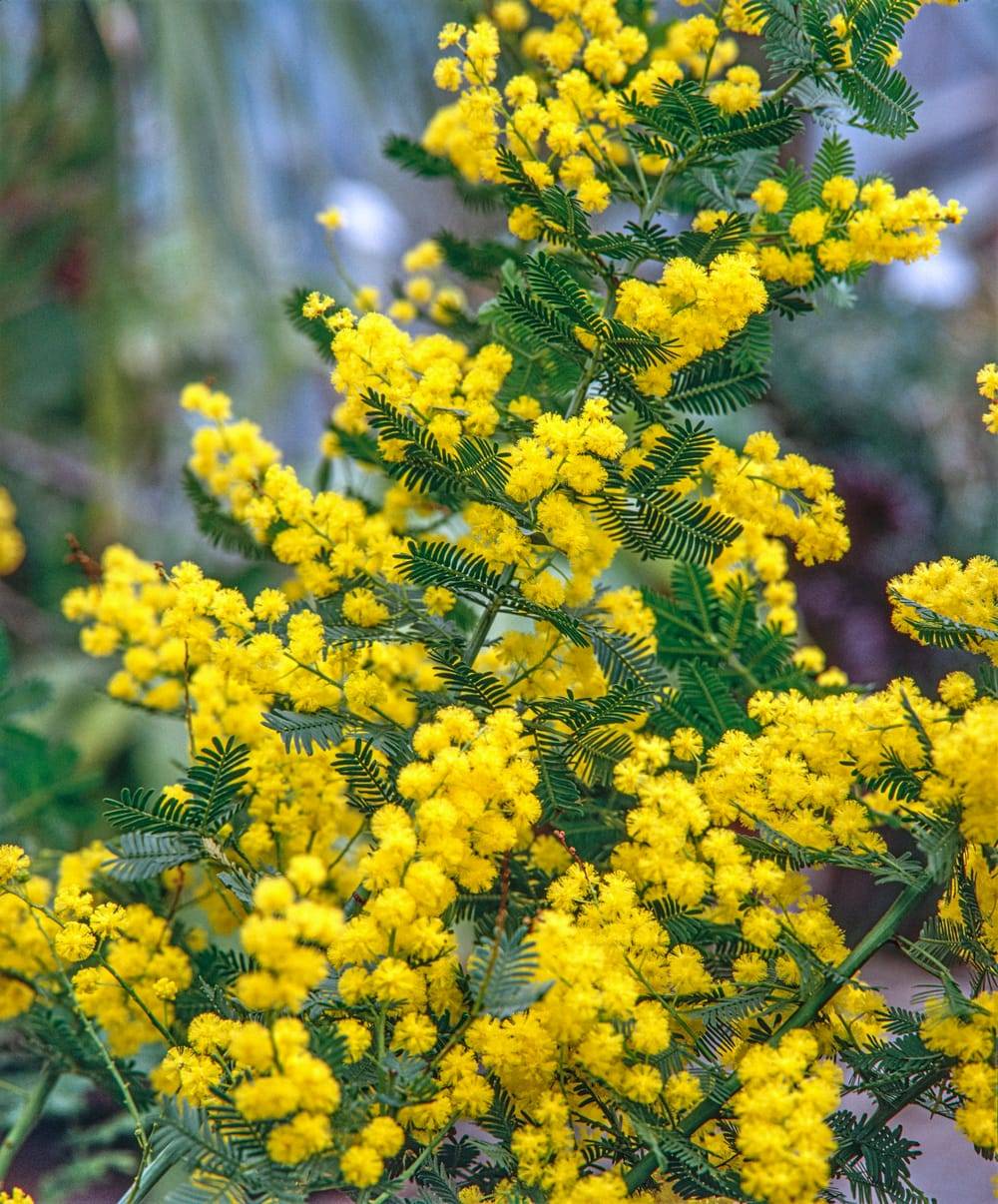 Acacia baileyana - Mimosa de Bailey