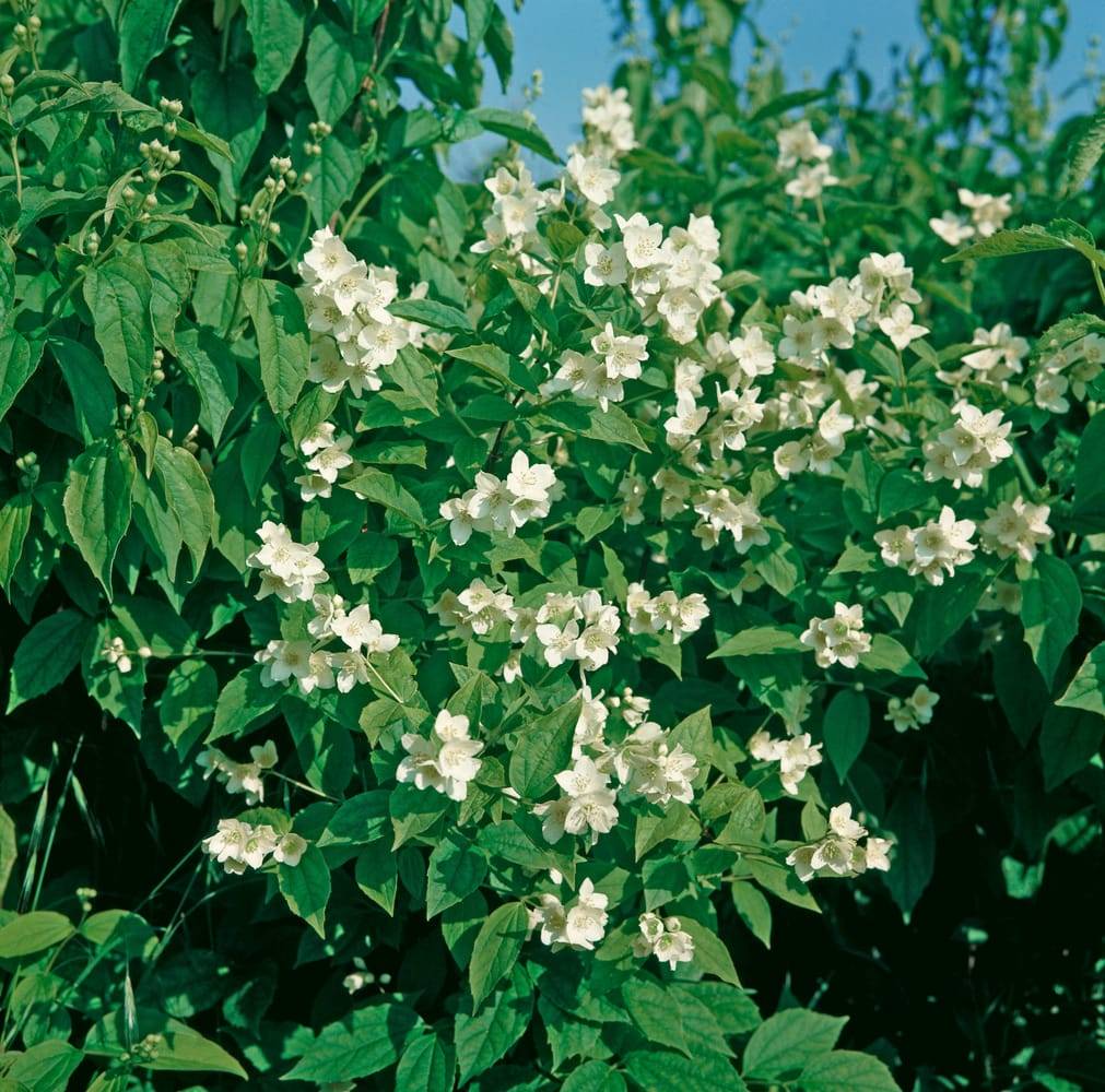 Philadelphus 'Starbright'® - Seringat