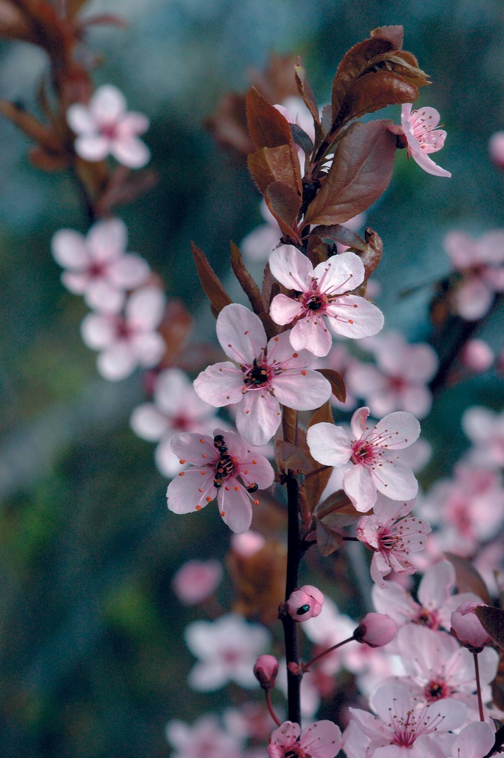Prunus cerasifera 'Nigra' - Prunier du Japon
