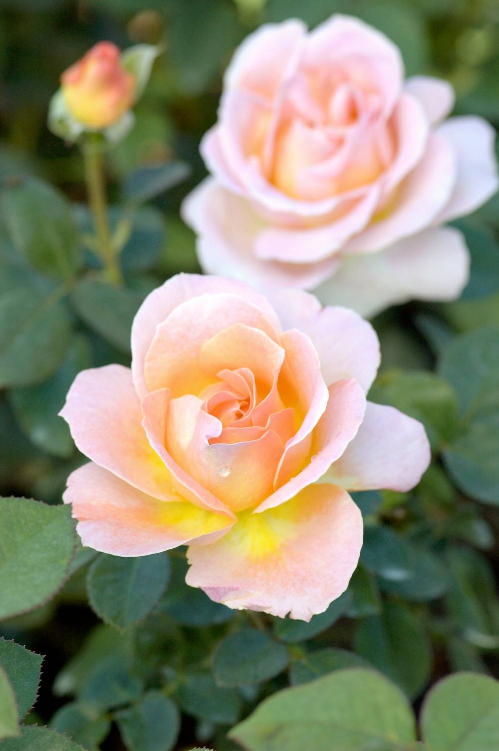 Rosier tige 'Elle'®