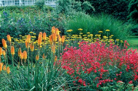 Kniphofia galpinii - Tison de Satan (Tritoma)
