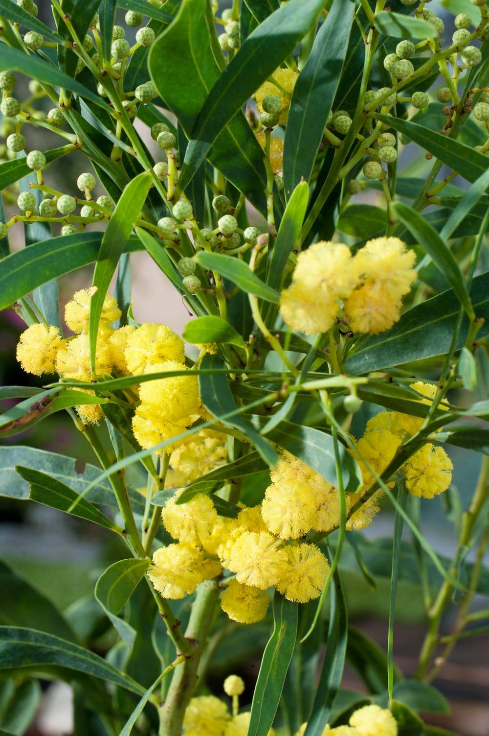 Acacia retinodes 'Lisette' - Mimosa des 4 saisons
