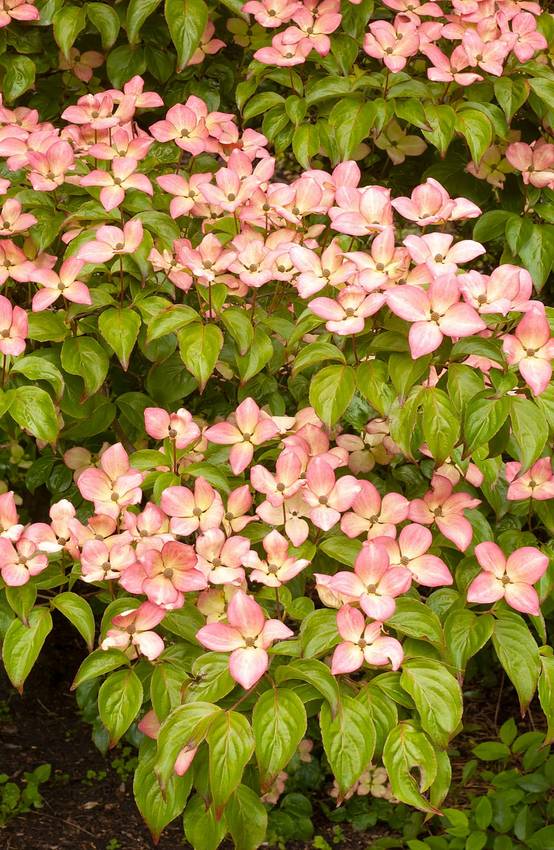 Cornus kousa 'Satomi' - Cornouiller du Japon