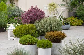 Hebe colensoi 'Glauca' - Véronique arbustive