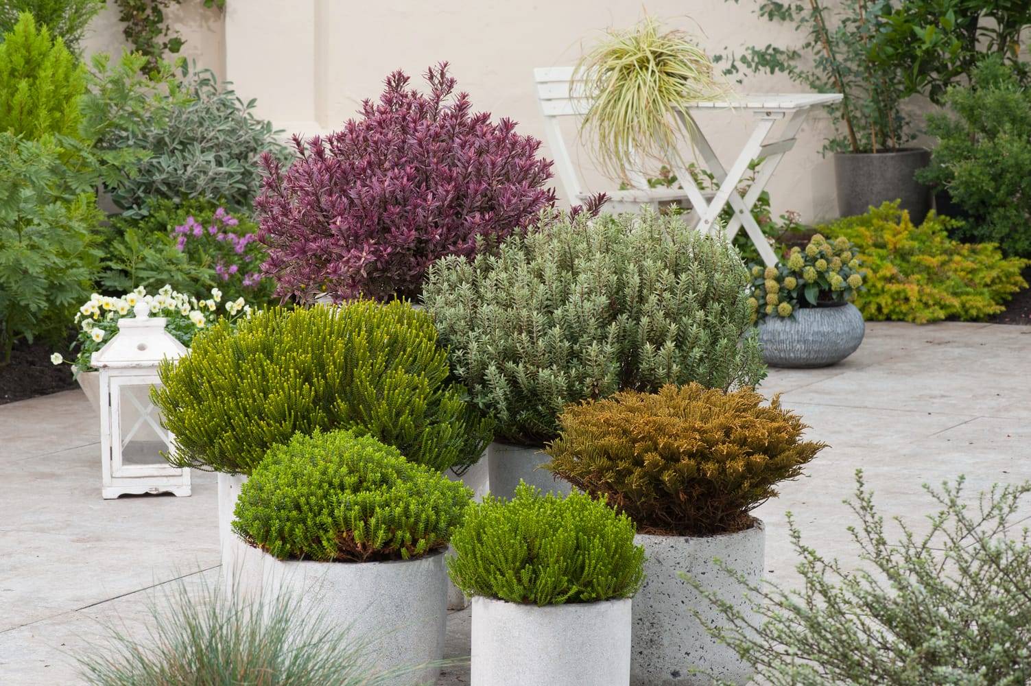 Hebe colensoi 'Glauca' - Véronique arbustive