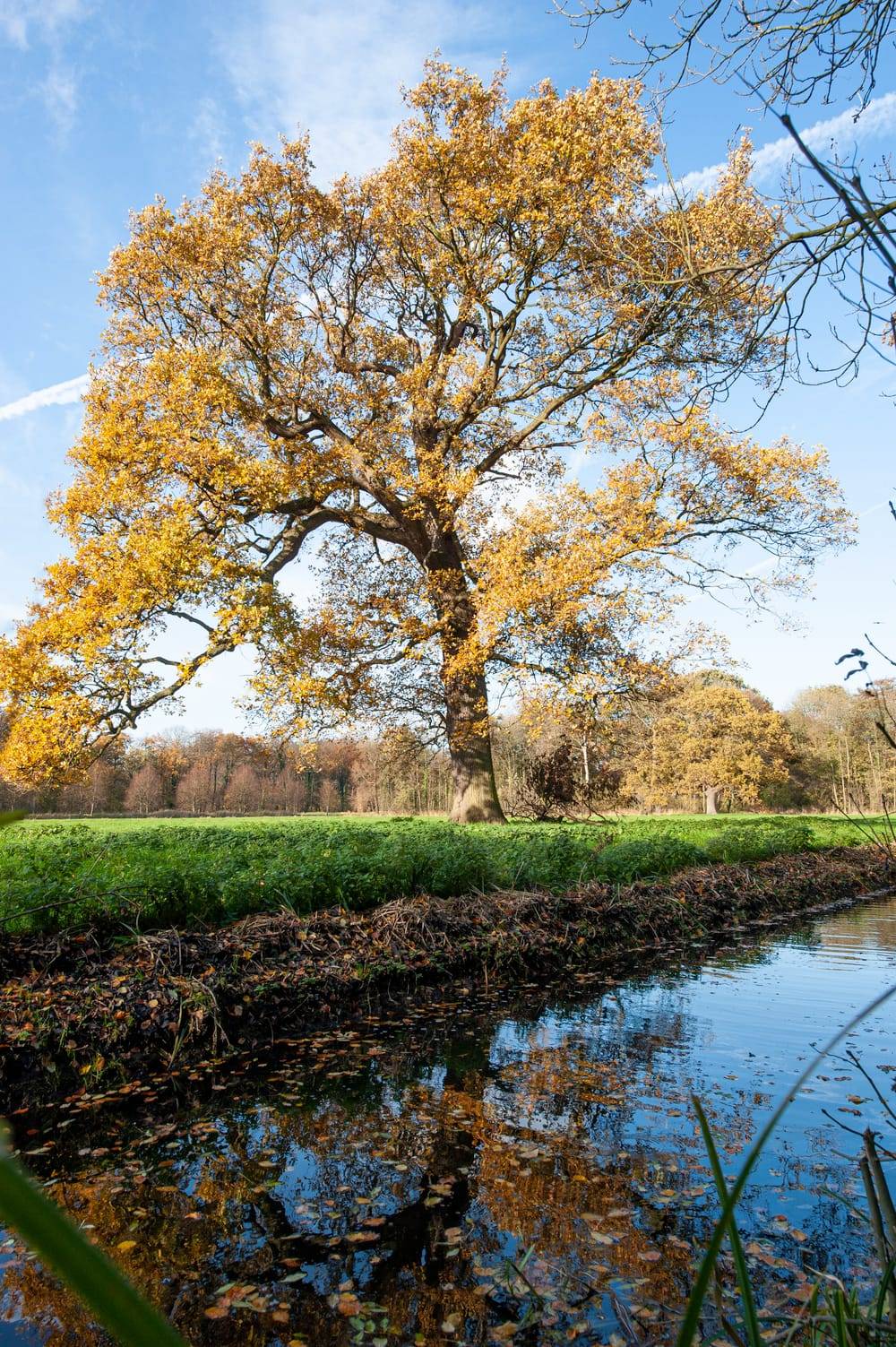 Quercus robur 'Pedunculata' - Chêne pédonculé