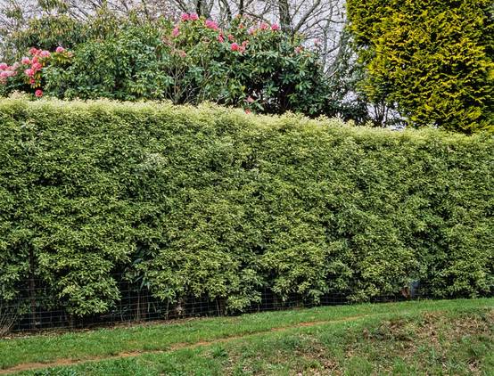 Pittosporum eugenioides 'Variegatum'