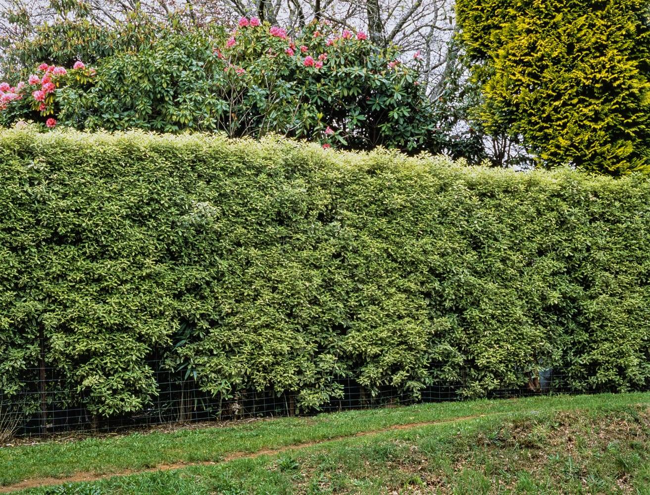 Pittosporum eugenioides 'Variegatum'