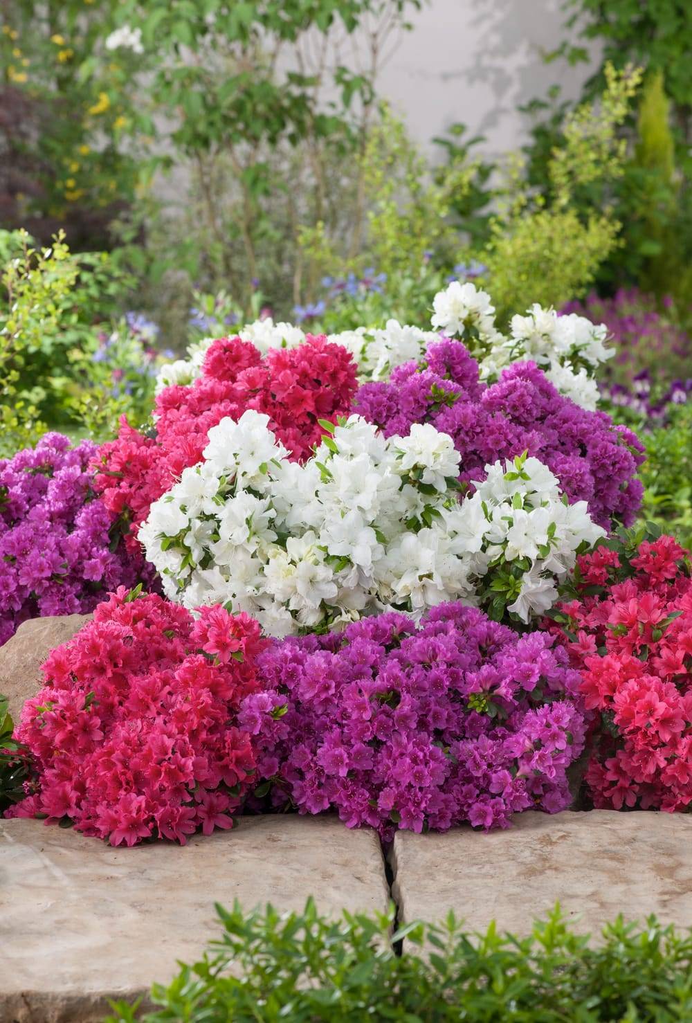 Azalea japonica 'Greenway' - Azalée du Japon