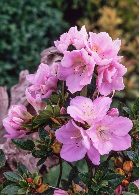 Azalea japonica 'Blue Moon' - Azalée du Japon
