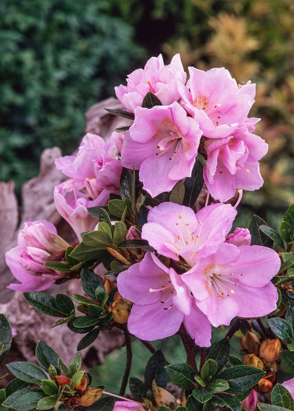 Azalea japonica 'Blue Moon' - Azalée du Japon