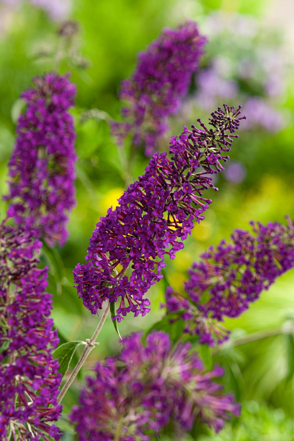 Buddleja davidii 'Nanho Purple' - Arbre aux papillons