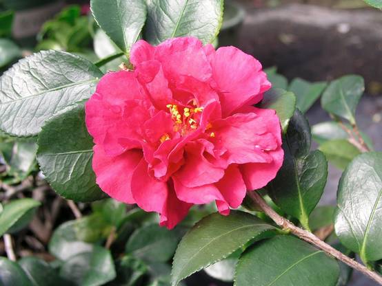 Camellia hiemalis 'Bonanza' - Camélia