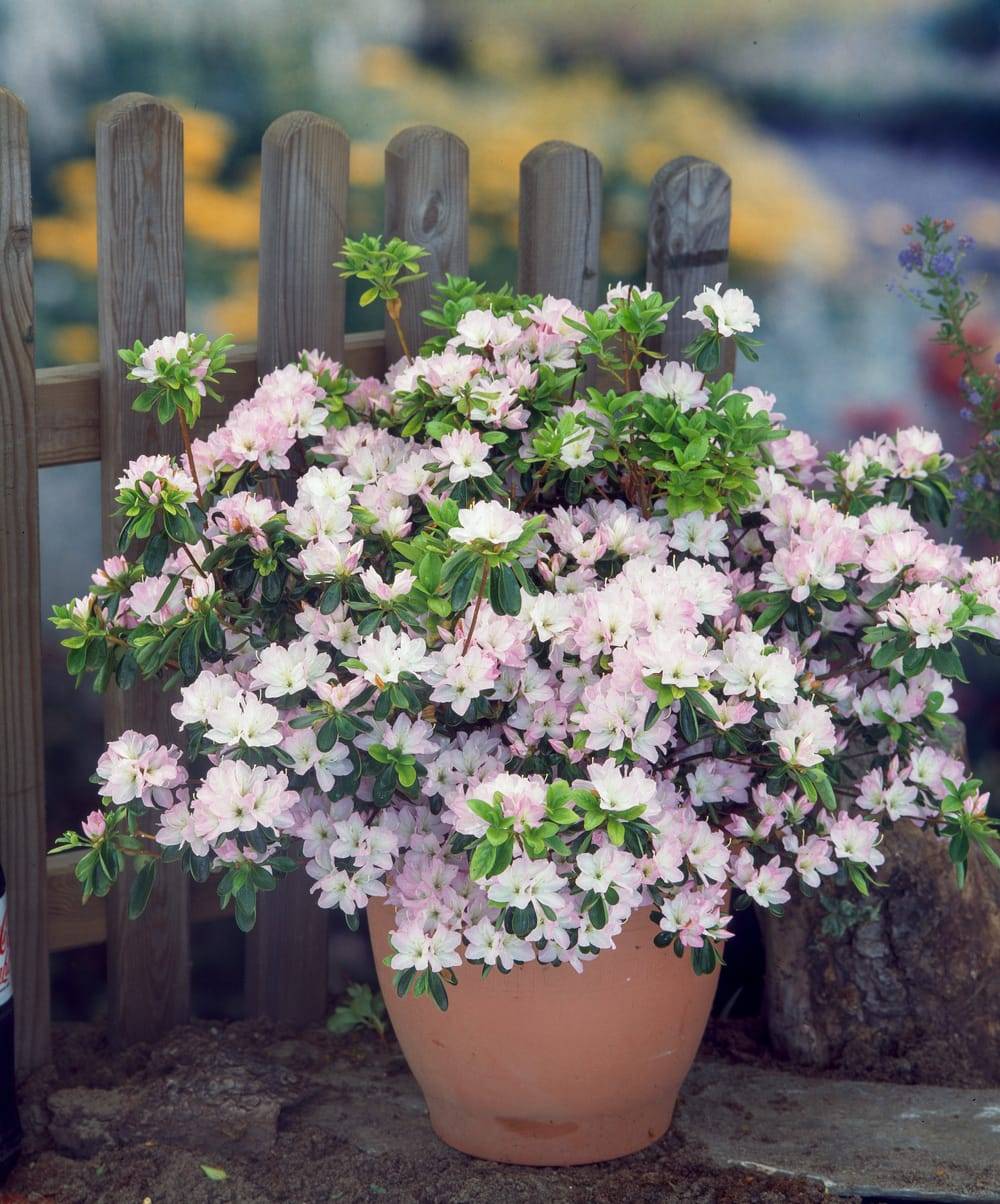 Azalea japonica 'Iroha-yama' - Azalée du Japon
