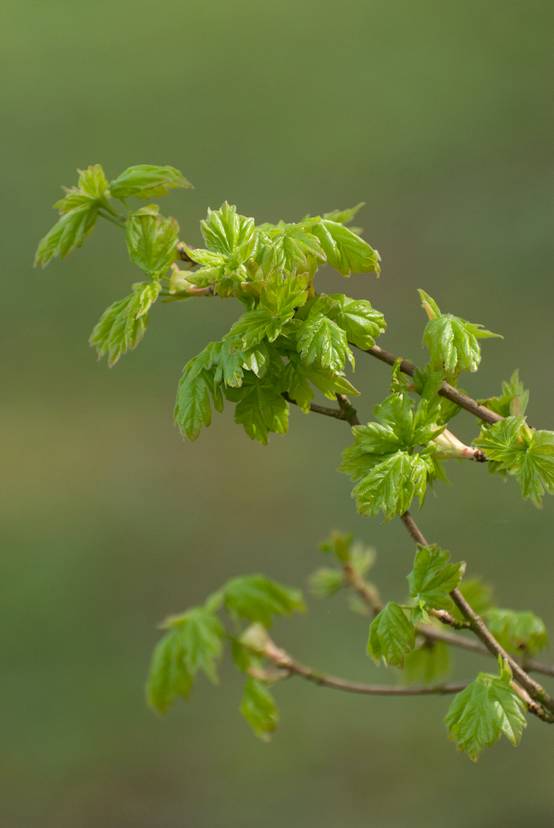 Acer platanoides - Érable plane