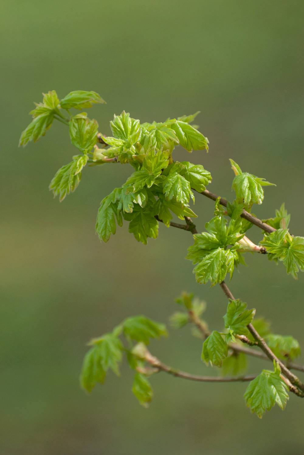 Acer platanoides - Érable plane