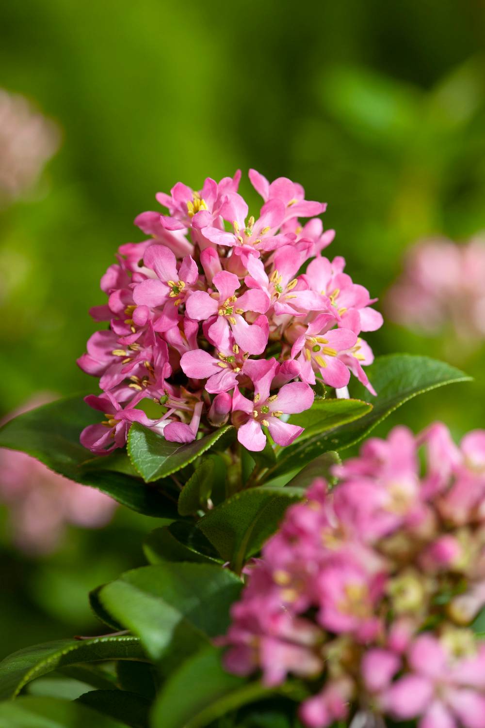Escallonia laevis 'Pink Elle'