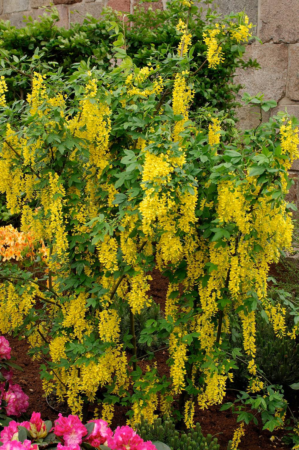 Laburnum watereri 'Vossii' - Cytise
