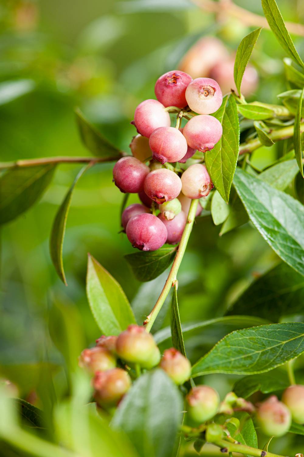 Myrtillier 'Pink Lemonade'