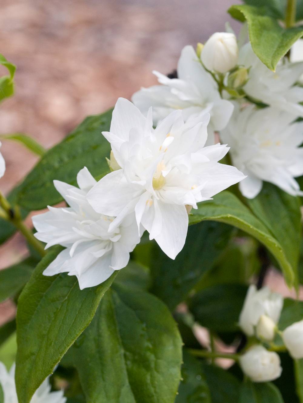 Philadelphus 'Minnesota Snowflake' - Seringat