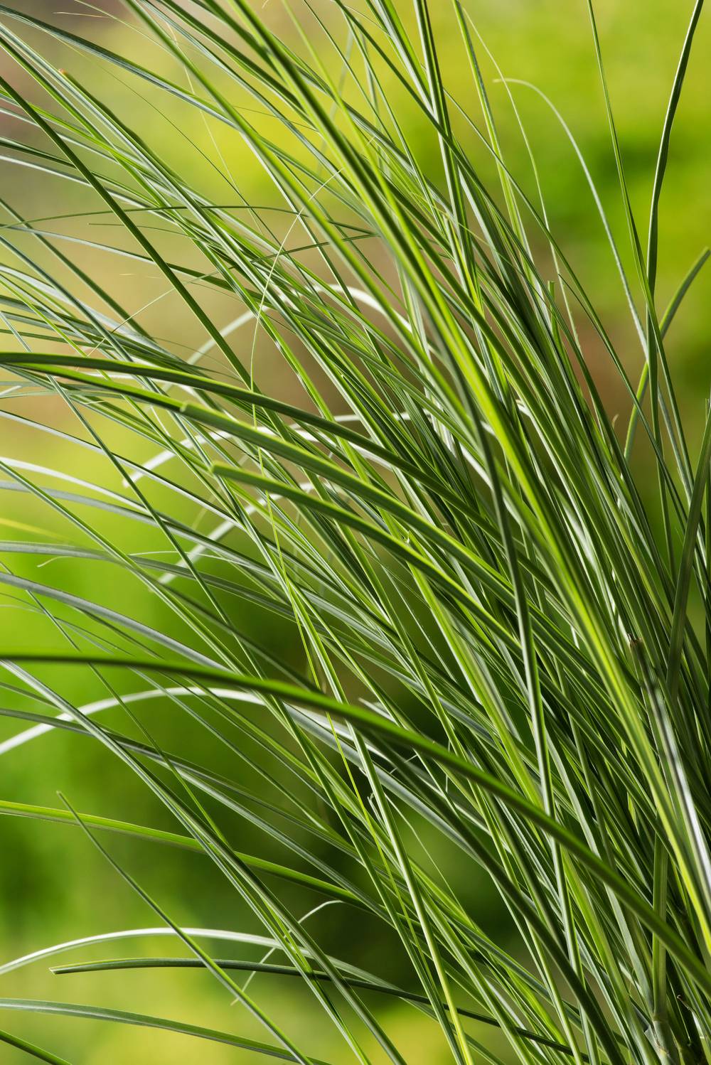 MISCANTHUS sinensis 'Gracillimus' en pot de 4 litres