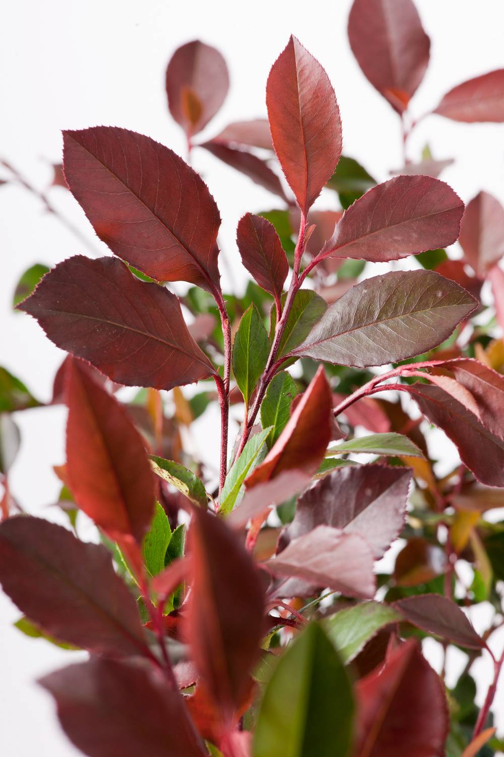 Photinia fraseri 'Red Robin'
