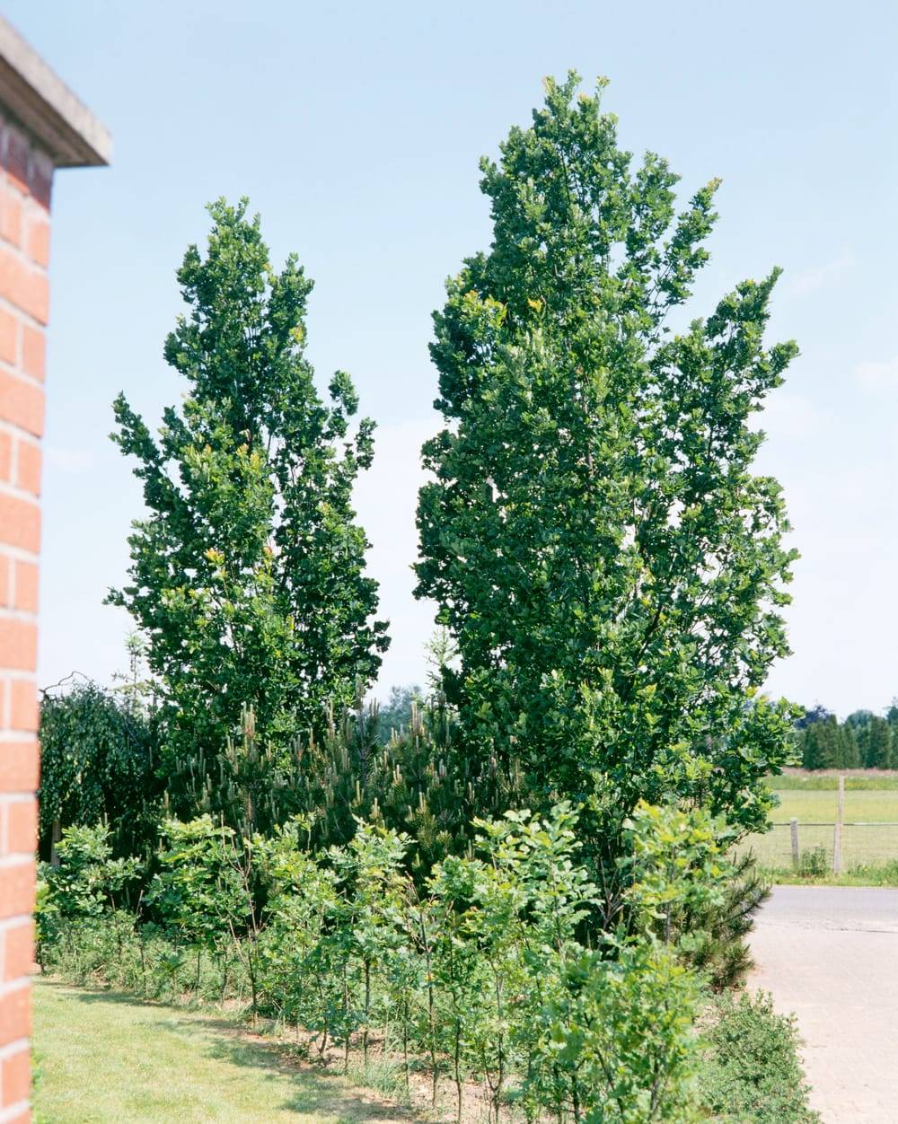 Quercus robur Fastigiata 'Koster' - Chêne fastigié