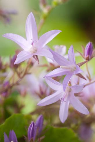 Campanula poscharskyana 'Lisduggan Variety' - Campanule