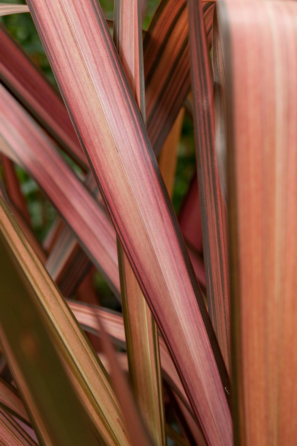 Phormium 'Evening Glow' - Lin de Nouvelle-Zélande