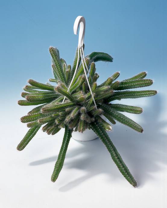 Aporocactus flagiliformis