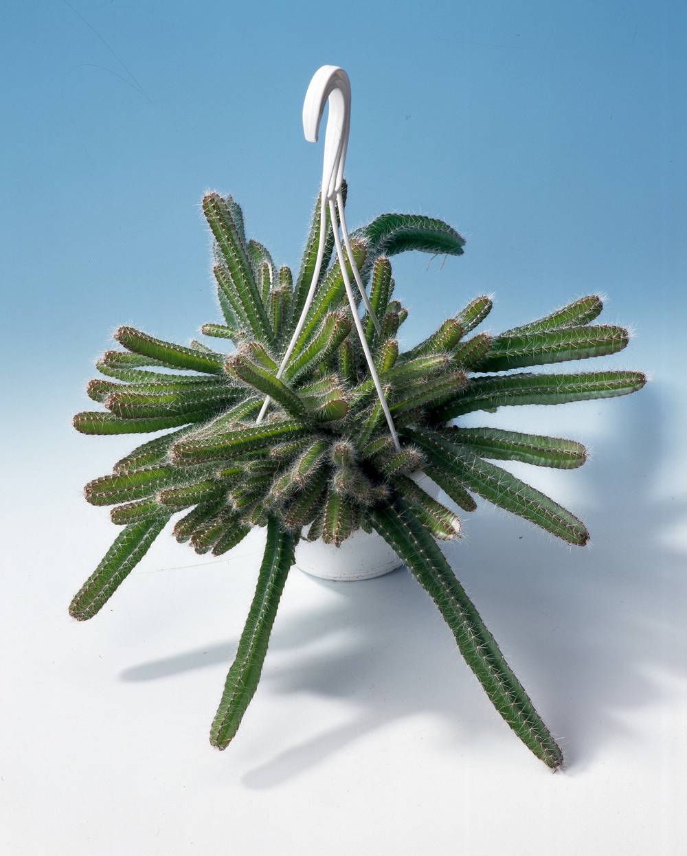 Aporocactus flagiliformis