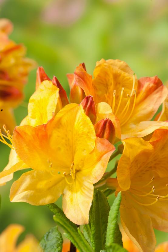 Azalea mollis 'Hortulanus H. Witte' - Azalée de Chine