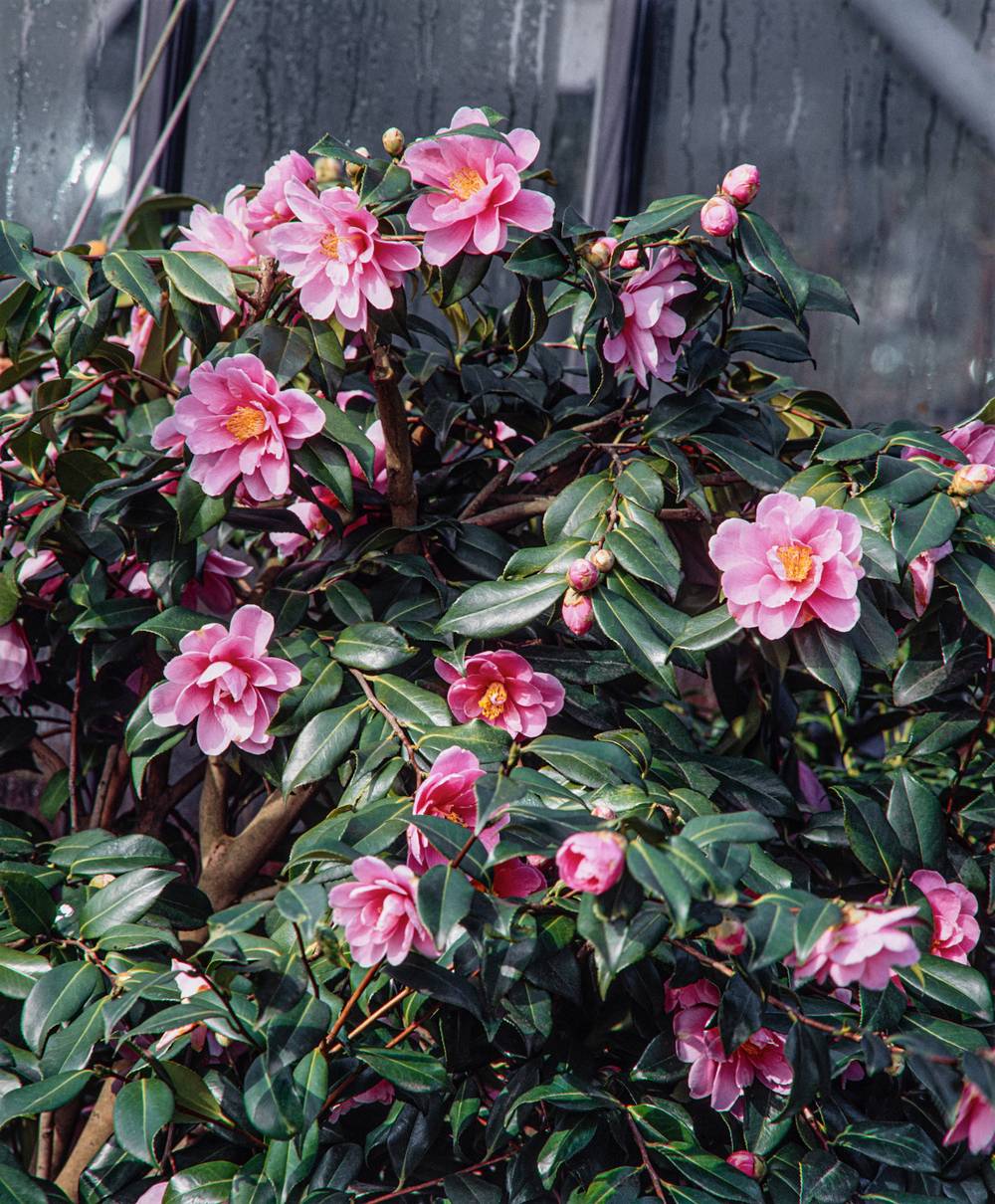 Camellia sasanqua 'Yume' - Camélia d'automne