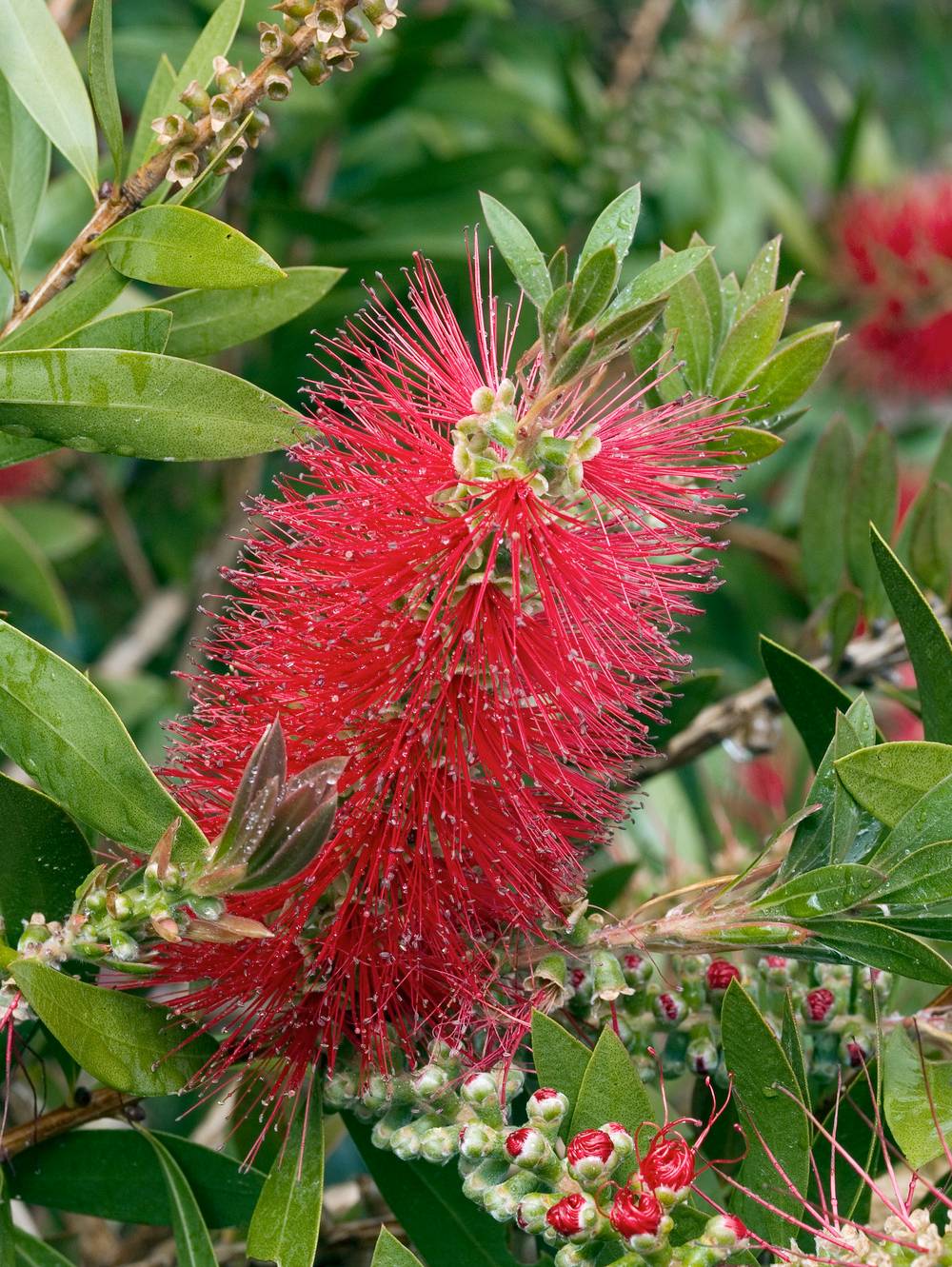 Callistemon 'Masotti' Mini Red - Rince-bouteille