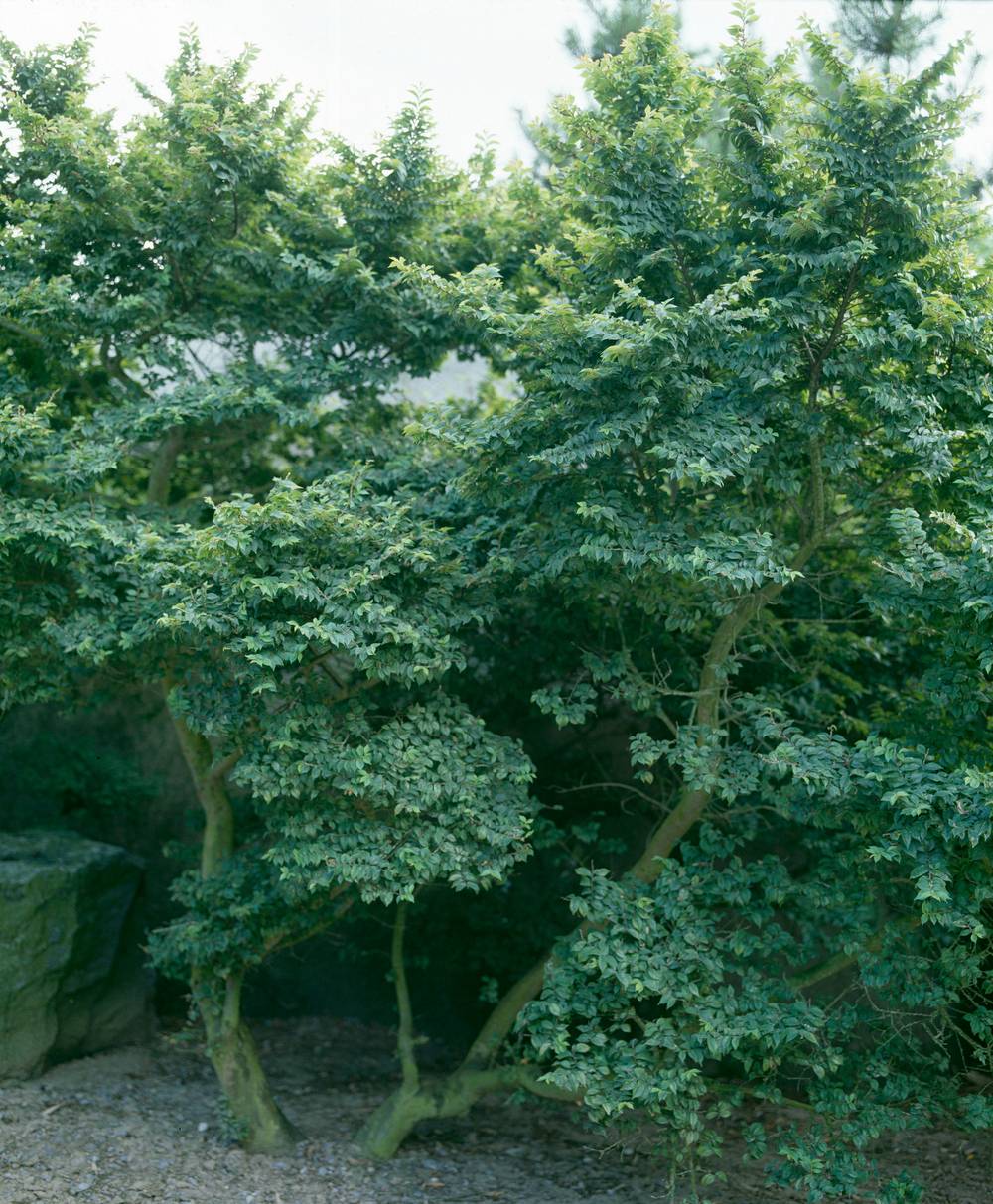 Ulmus 'Lutece' - Orme