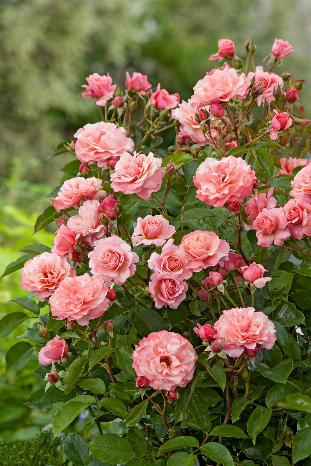 Rosier tige 'Botticelli'®