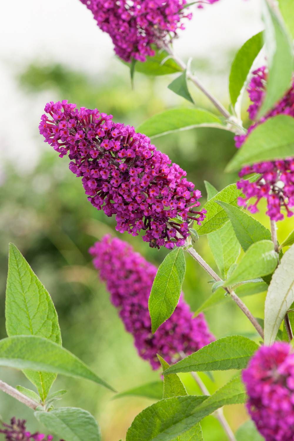 Buddleja davidii 'Buzz Magenta' - Arbre aux papillons