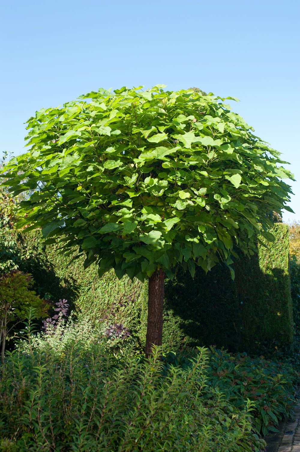 Catalpa bignonioides 'Nana' - Catalpa boule