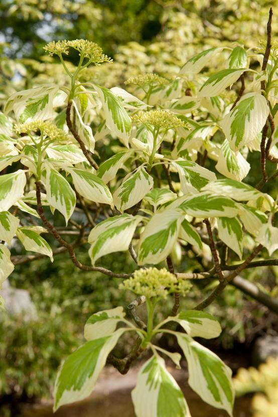 Cornus controversa 'Variegata' - Cornouiller des pagodes panaché