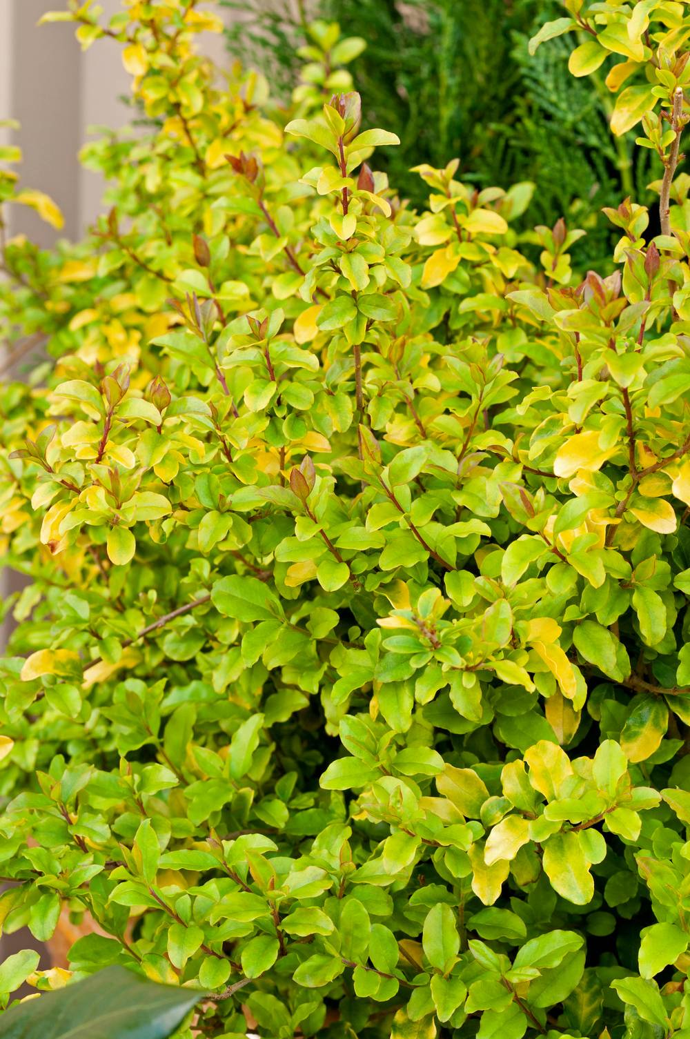 Ligustrum sinensis 'Sunshine' - Troène de Chine