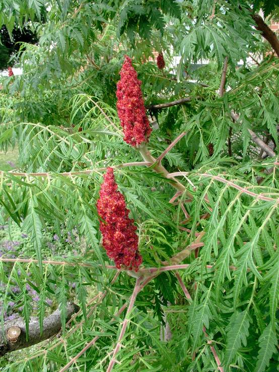 Rhus typhina 'Dissecta' - Sumac de Virginie
