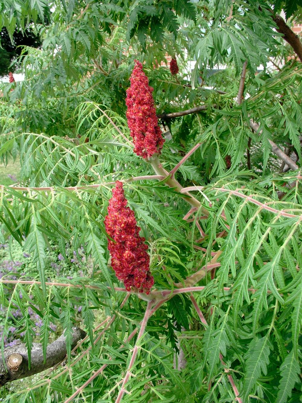 Rhus typhina 'Dissecta' - Sumac de Virginie