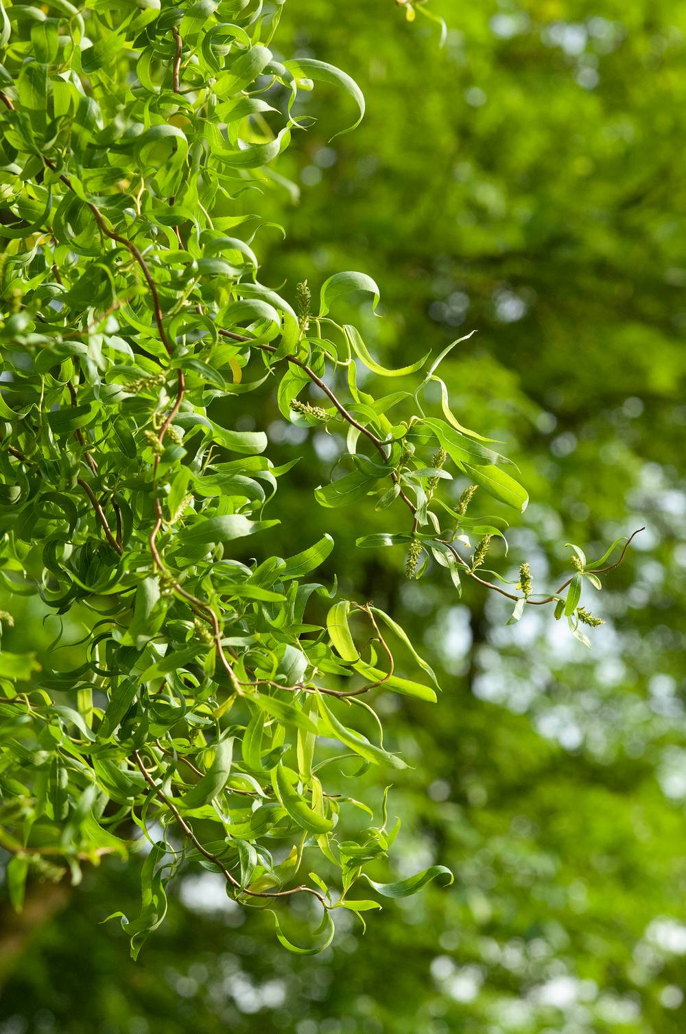 Salix pendulina 'Erythroflexuosa' - Saule pleureur