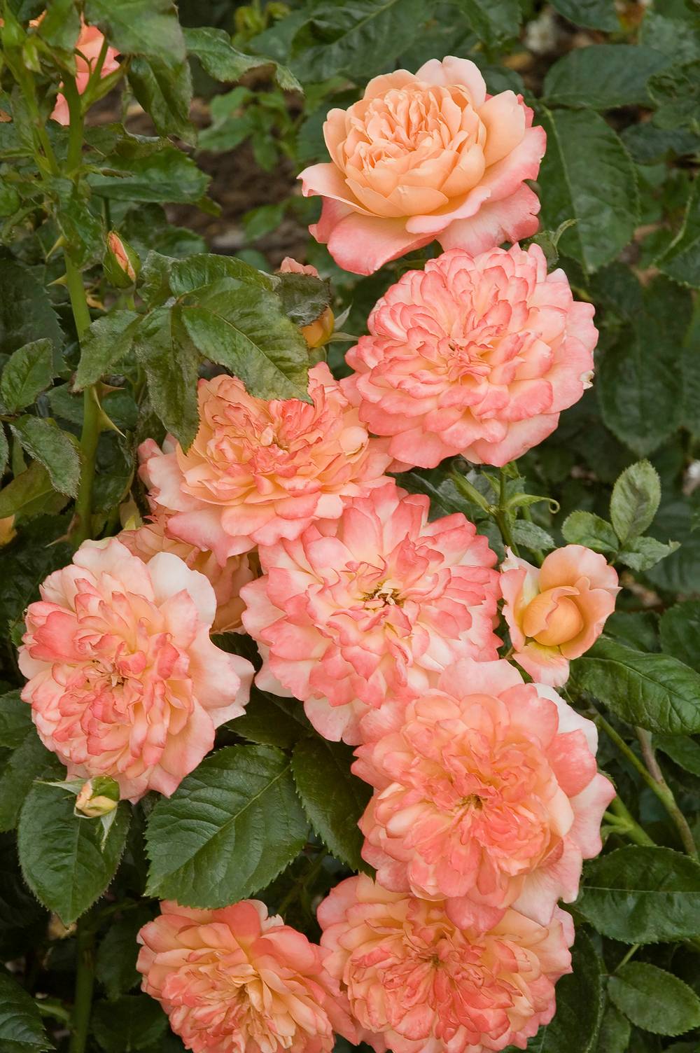 Rosier 'King Arthur'®