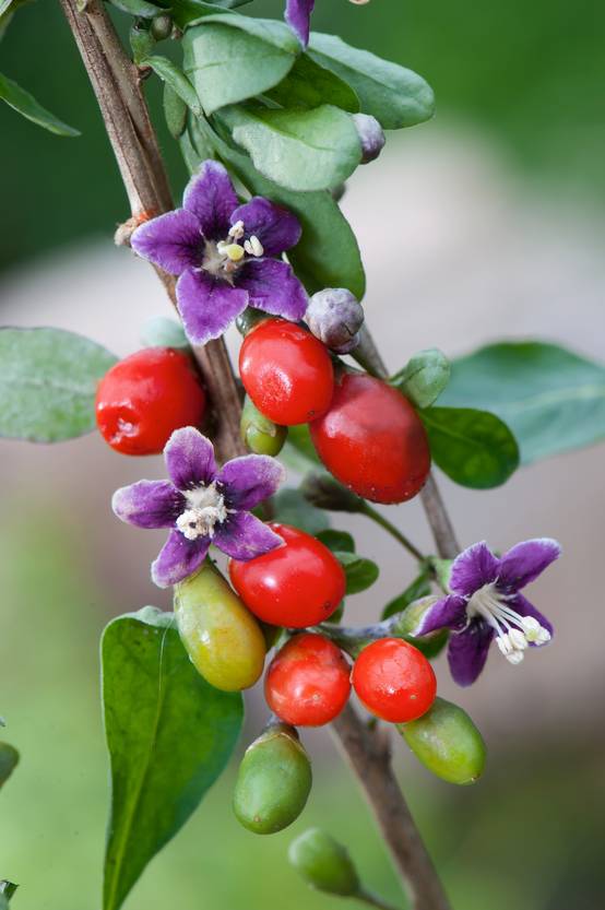 Goji