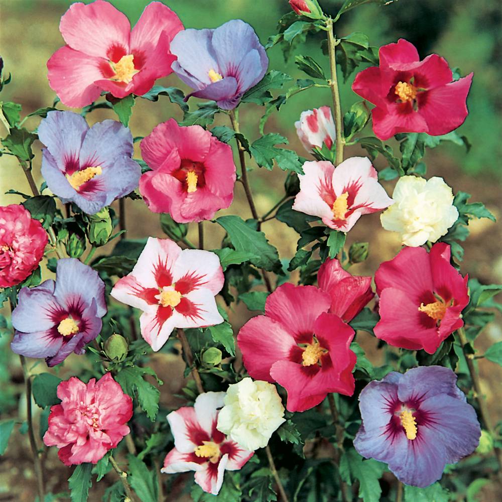 Hibiscus syriacus assorti - Hibiscus de jardin