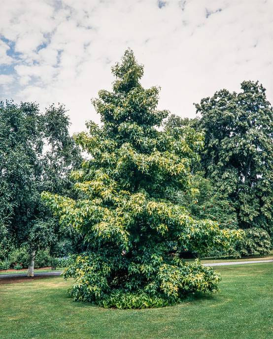 Liquidambar styraciflua 'Aurea' - Copalme d'Amérique
